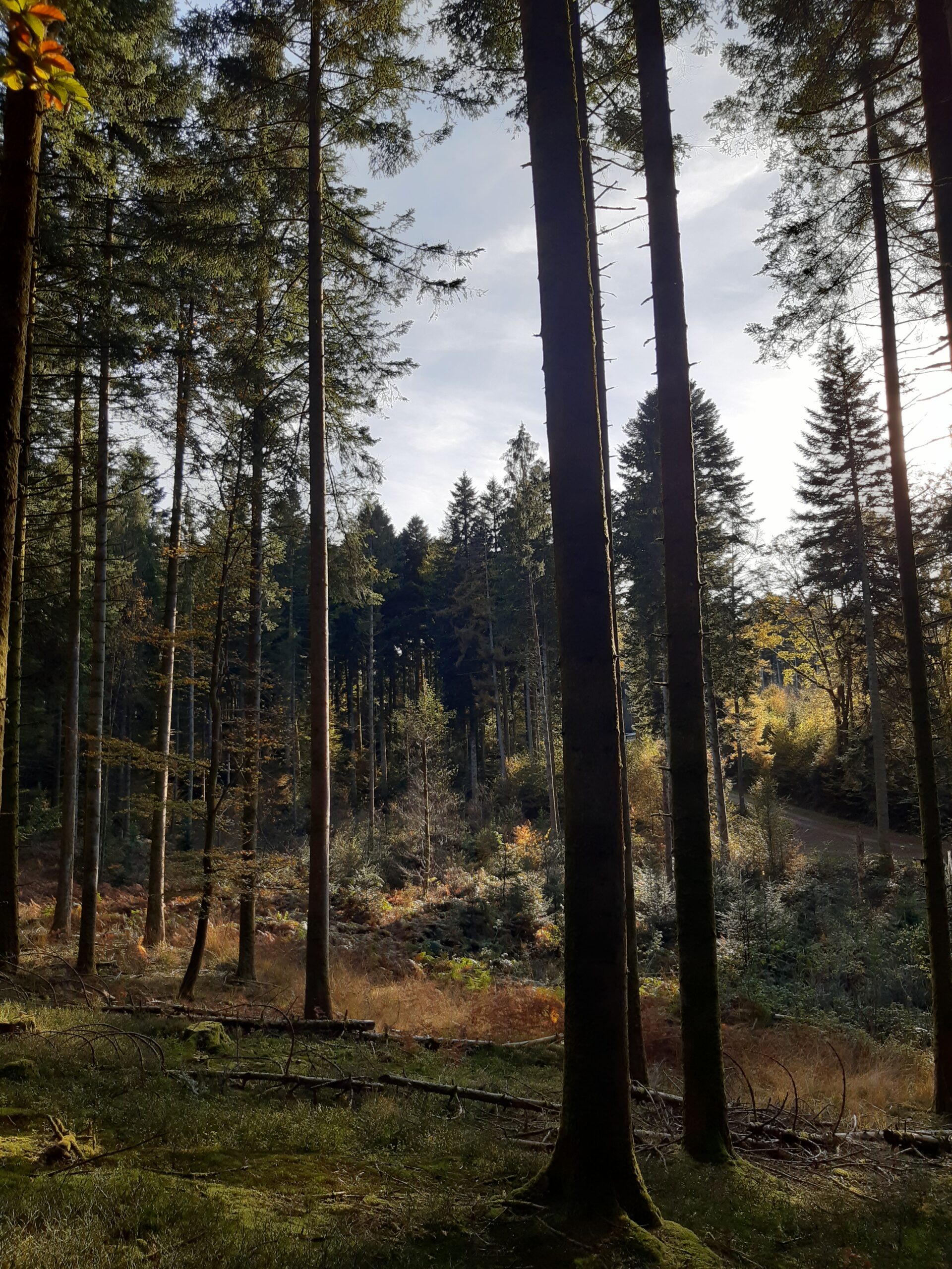 randonnée VTT cyclisme mille étangs